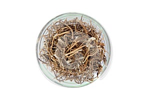 Crop roots isolated on white