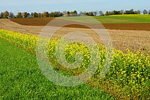 Crop rotation fields fall season landscape