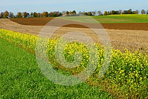 Crop rotation fields fall season landscape photo