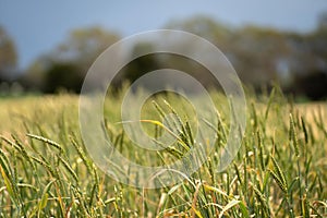 Crop rows of wheat and barley plants showing Agriculture growth and Agronomy