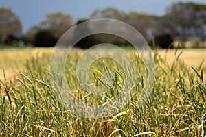 Crop rows of wheat and barley plants showing Agriculture growth and Agronomy