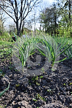Crop rows of young onion sprouts in perspective on a field. Agricultural business and agro-industry