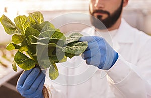 Crop scientist checking lettuce in greenhouse