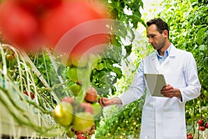 Crop scientist examining tomatoes growing in greenhouse