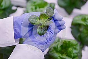 Crop scientist with seedling of lettuce