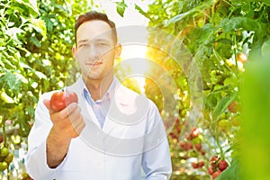 Crop scientist showing organic tomato in greenhouse with yellow lens flare