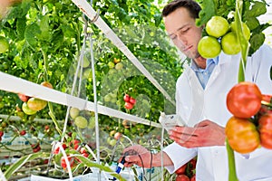 Crop scientist using equipment to examine tomatoes growing in greenhouse