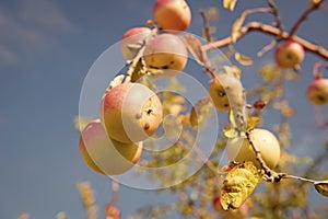 Crop season. Apple crop on blue sky background. Ripe apples on tree branch in autumn. Fruit garden or orchard. Crop