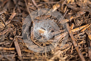 Crop seed with mushroom spores and mycellium threads