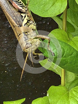 Crop shot of Grasshopper gripping leaf