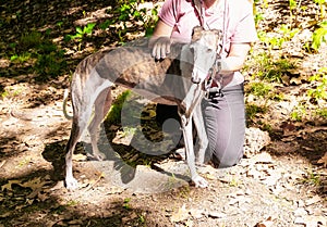 Crop shot of a young caucasian woman kneeling with her rescued greyhound dog in the forest. With copy space