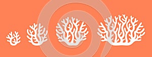 Crop stages of coral. Isolated coral on white background