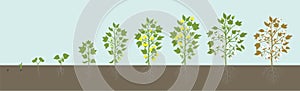 Crop stages of Cotton plant. Agricultural growth. Fertilizer Stage. Harvest Gossypium development animation progression