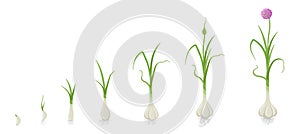 Crop stages of Garlic. Growing Garlic plant. Harvest growth vegetable. Allium sativum. Vector flat Illustration