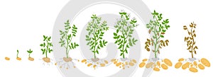 Crop stages of potato. Vector Illustration growing plants. The life cycle. Harvest growth biology. Solanum tuberosum.