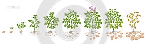 Crop stages of potatoes plant. Growing spud plants. The life cycle. Harvest potato growth animation progression. Solanum