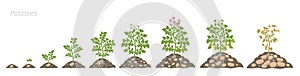 Crop stages of potatoes plant. Growing spud plants. The life cycle. Harvest potato growth animation progression. Solanum tuberosum