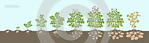 Crop stages of potatoes plant. Growing spud plants. The life cycle. Harvest potato growth progression In the soil photo