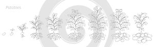 Crop stages of potatoes plant. Harvest potato growth animation progression. Outline contour vector illustration