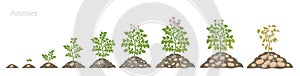 Crop stages of potatoes plant. Growing spud plants. The life cycle. Harvest potato growth animation progression. Solanum tuberosum photo