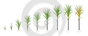 Crop stages of Sugarcane. Growing sugar cane plant. Dark black stalk. Vector Illustration progression.