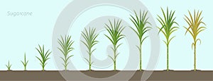 Crop stages of Sugarcane. Growing sugar cane plant used for sugar production. Vector Illustration.