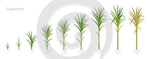 Crop stages of Sugarcane. Growing sugar cane plant used for sugar production. Vector Illustration animation progression.