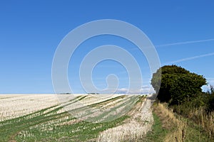 Crop Stubble