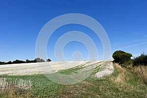 Crop Stubble