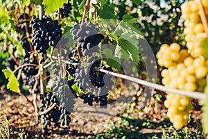 Crop of table grapes on ecological farm. Blue Kodrianka and green delight grape hanging in garden