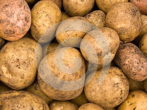 Crop of tubers of a potato photo