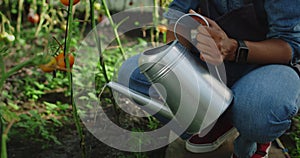 Crop view of afro american person pouring water on tomatoes seedling while sitting in greenhouse. Farmer using can for