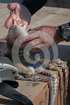 Crop view of scuba diver adult man on a seashore with freshly caught octopus and spearfishing gear