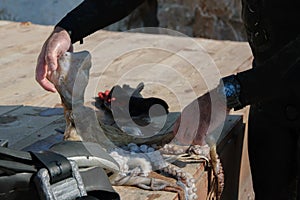 Crop view of scuba diver adult man on a seashore with freshly caught octopus and spearfishing gear