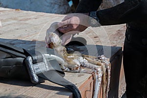 Crop view of scuba diver adult man on a seashore with freshly caught octopus and spearfishing gear