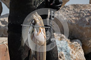 Crop view of scuba diver adult man on a seashore with spearfishing gear and freshly caught octopus