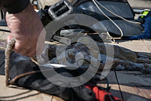 Crop view of scuba diver adult man on a seashore with spearfishing gear and freshly caught octopus