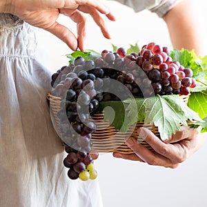 Crop view of woman`s hands holding basket with fresh harvested grapes