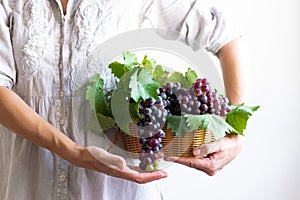 Crop view of woman`s hands holding basket with fresh harvested grapes