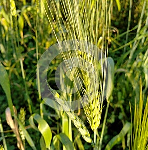 Crop of wheat