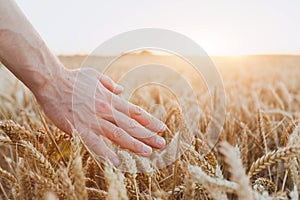 Crop of wheat, close up of hand, healthy life and wellness