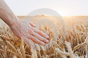 Crop of wheat, close up of hand, healthy life and wellness photo