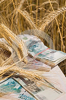 Crop of wheat and money.