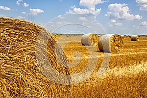 Crop wheat rolls of straw in a field