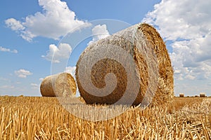Crop wheat rolls of straw in a field after wheat harvested in agriculture farm