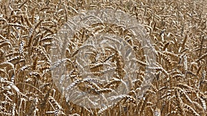 Crop of Wheat â€“ Harvest