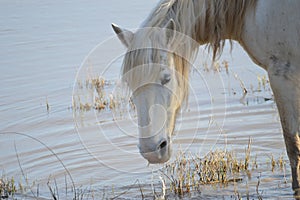 Crop of white horse head  in natural park of Albufera, Mallora, Spain