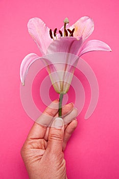 Crop woman showing fresh pink lily flower