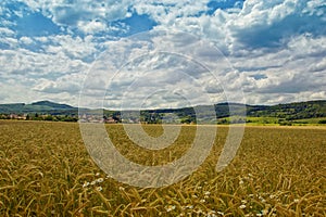 Cropfield with Forested Mountain