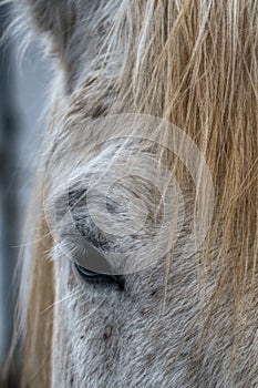 Cropped close up view of the eye a grey horse